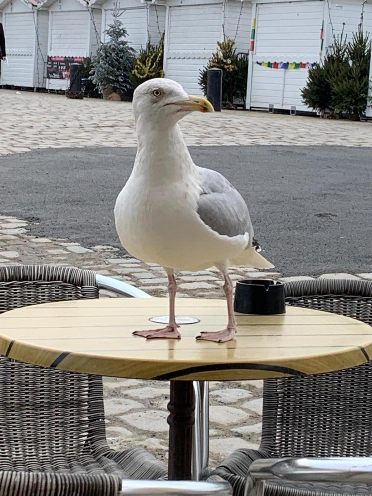 Maison De Vacances Entiere A 10 Mn De La Rochelle Dompierre-sur-Mer Ngoại thất bức ảnh
